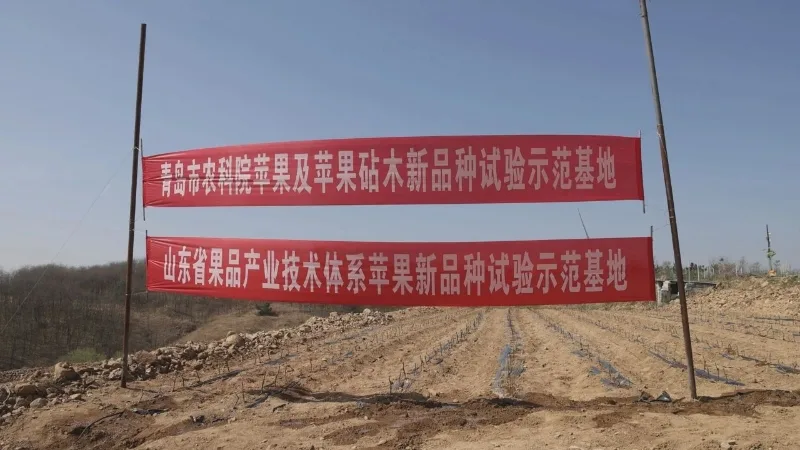 栖霞市官道镇:科技注入新动能 苹果产业迈向发展新征程